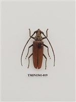 藏品(中華薄翅天牛)的圖片